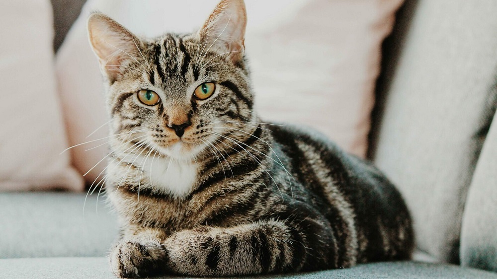 Can Cats Eat Bran Flakes?