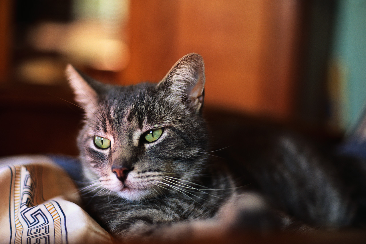 Can Cats Eat Canola Oil