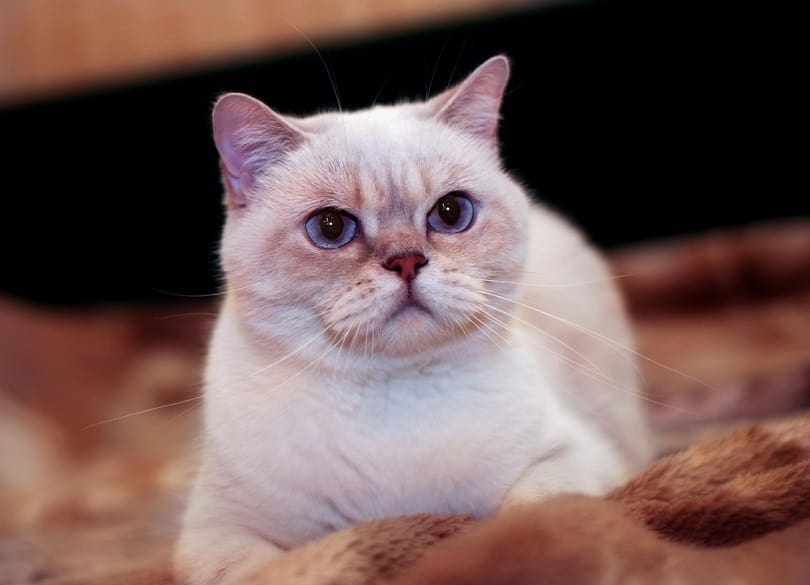 Can Cats Eat Caramel?