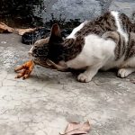 Can Cats Eat Chicken Feet