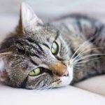 Can Cats Eat Chickpeas?