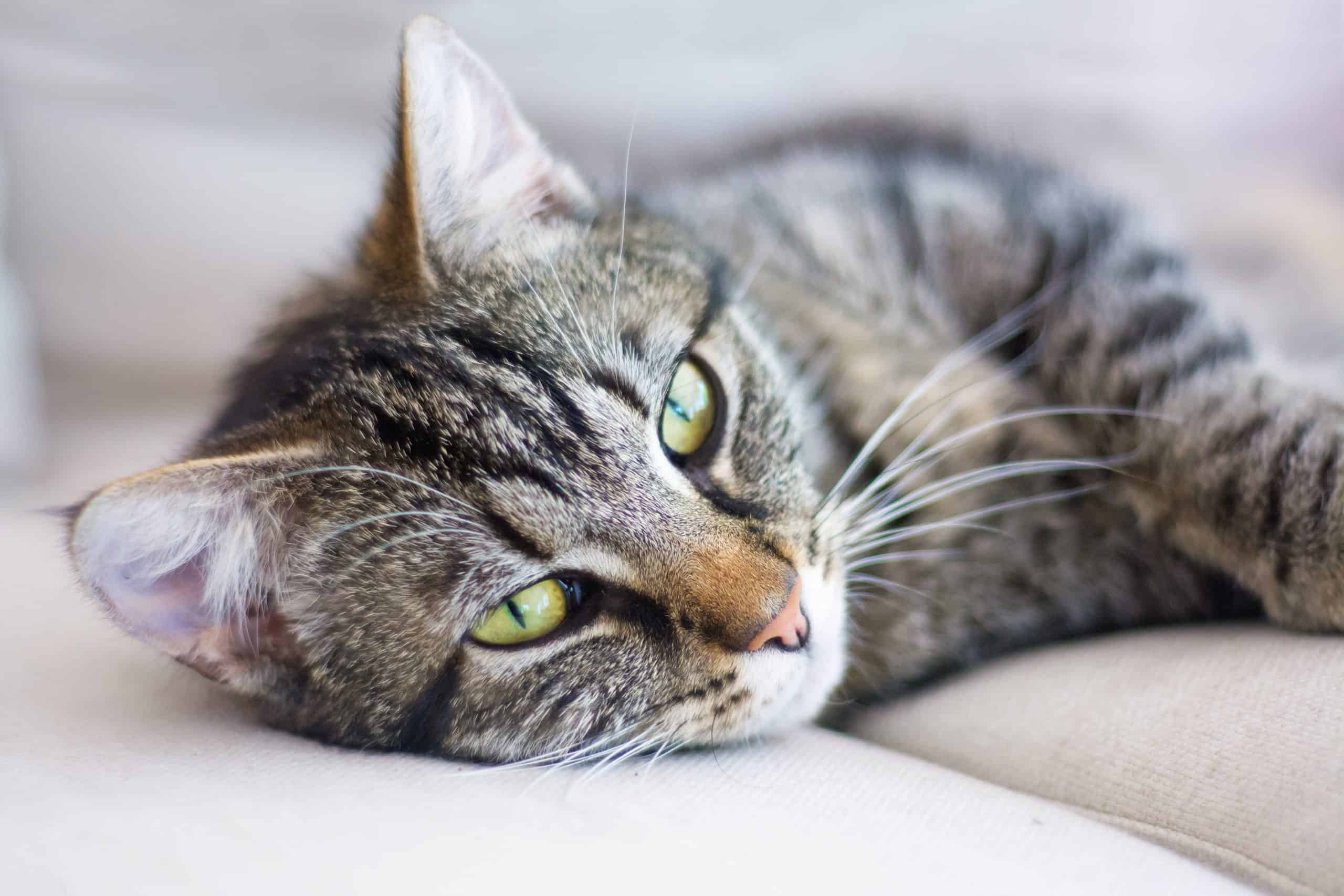 Can Cats Eat Chickpeas?