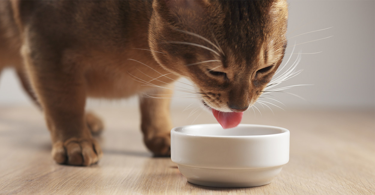 Can Cats Eat Chili Beans?