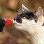 Can Cats Eat Chorizo?