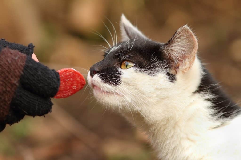 Can Cats Eat Chorizo?