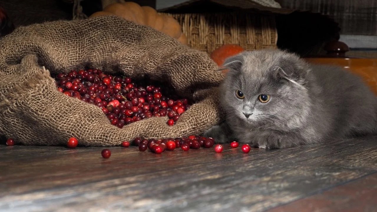 Can Cats Eat Cranberries?