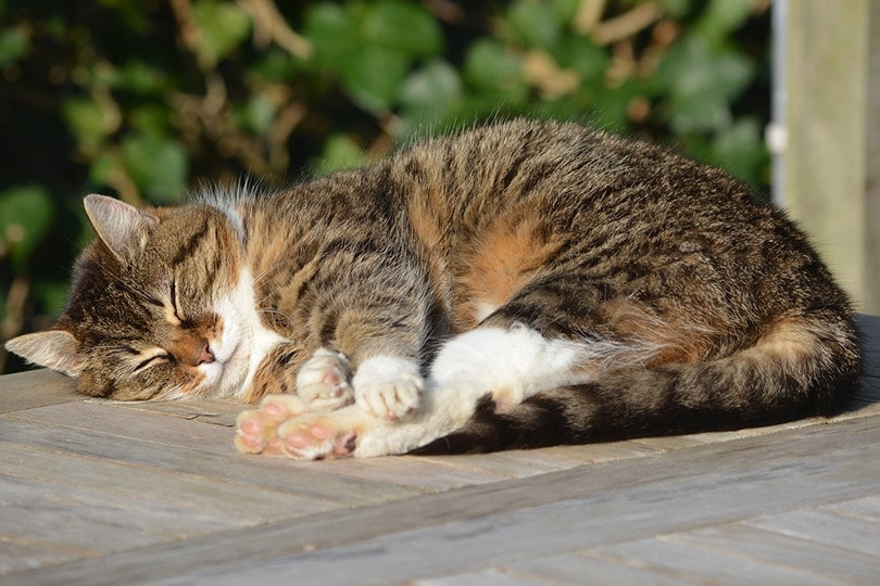 Can Cats Eat Fennel?