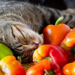 Can Cats Eat Green Peppers?