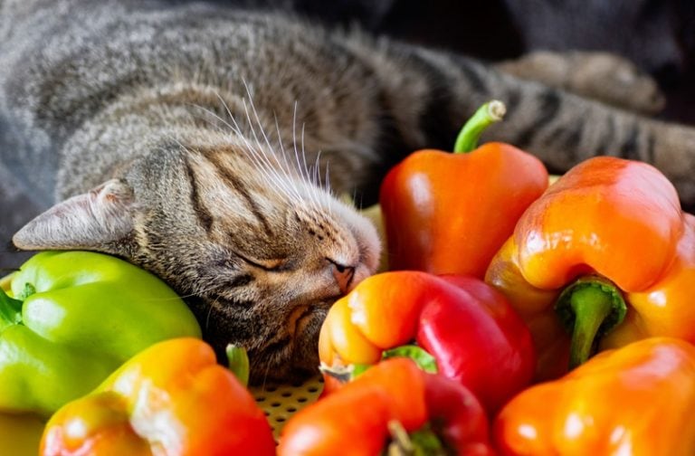 Can Cats Eat Green Peppers?
