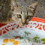 Can Cats Eat Jasmine Rice?