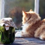 Can Cats Eat Pickles？