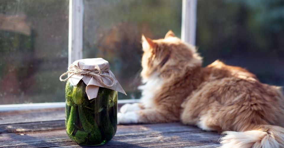 Can Cats Eat Pickles？