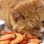 Can Cats Eat Prawns?