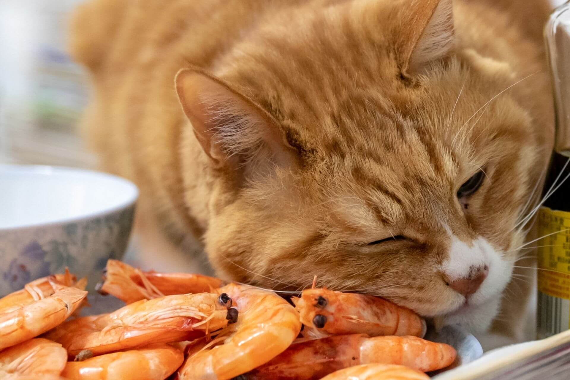 Can Cats Eat Prawns?