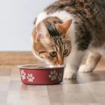 Can Cats Eat Rabbit Food