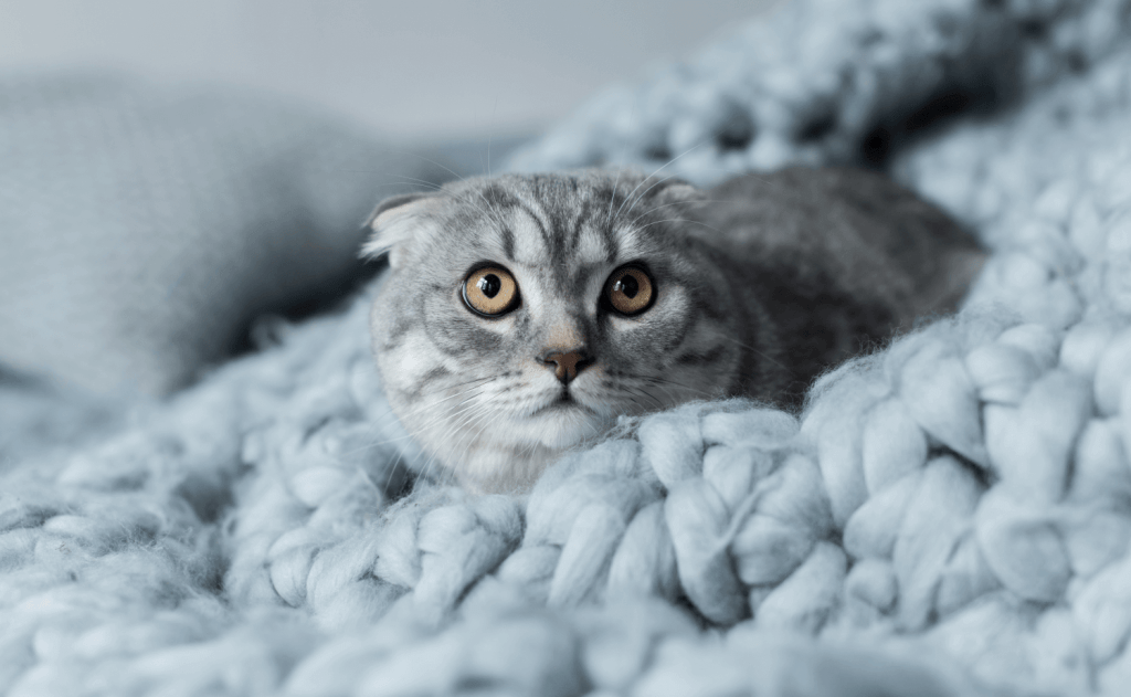 Can Cats Eat Raw Squid