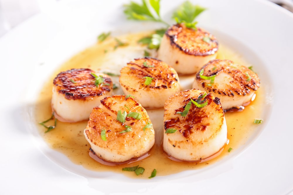 Can Cats Eat Scallops?