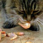 Can Cats Eat Shellfish