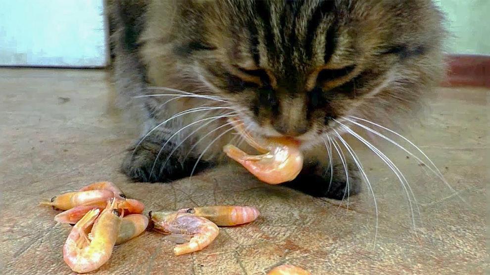 Can Cats Eat Shellfish