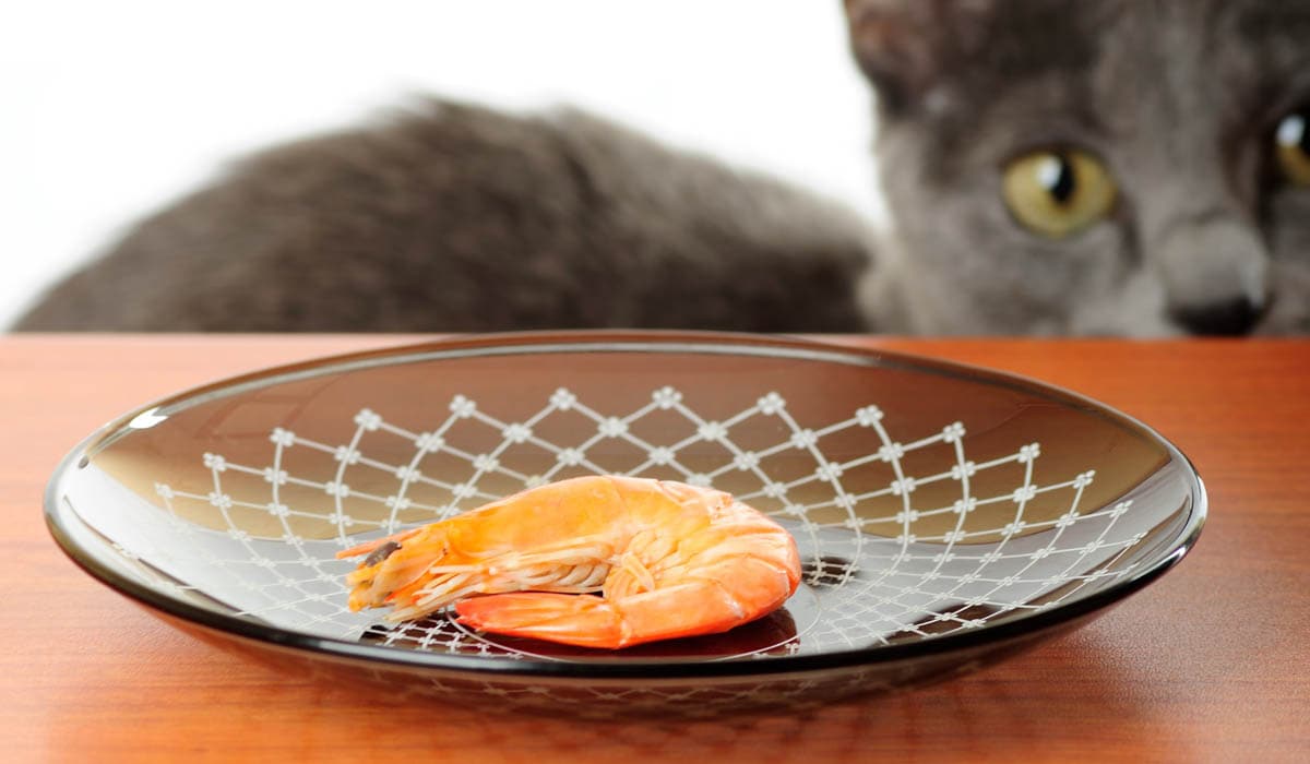 Can Cats Eat Shrimp Shells?