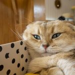 Can Cats Eat Spicy Chips?
