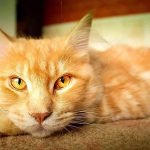 Can Cats Eat Wheat Thins?