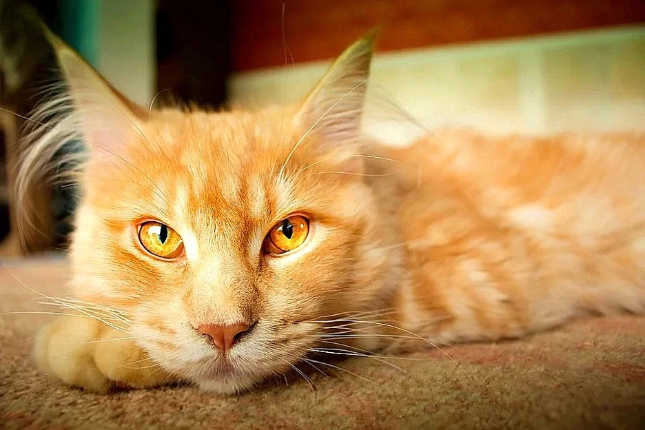 Can Cats Eat Wheat Thins?