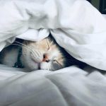 Can Cats Suffocate Under Blankets
