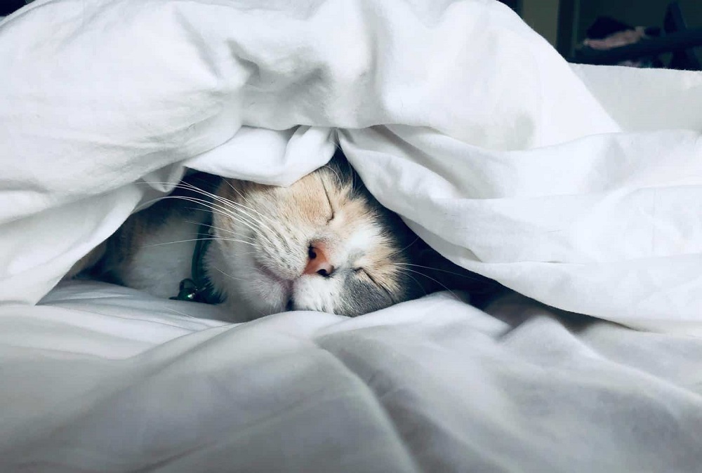 Can Cats Suffocate Under Blankets