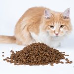 Can Dry Cat Food Go Bad In Heat 2022