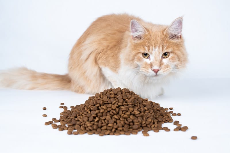 Can Dry Cat Food Go Bad In Heat 21Cats