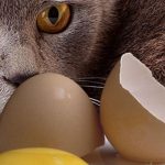 Can Kittens Eat Egg Yolks?