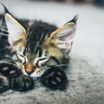 Can Kittens Live in a Garage?