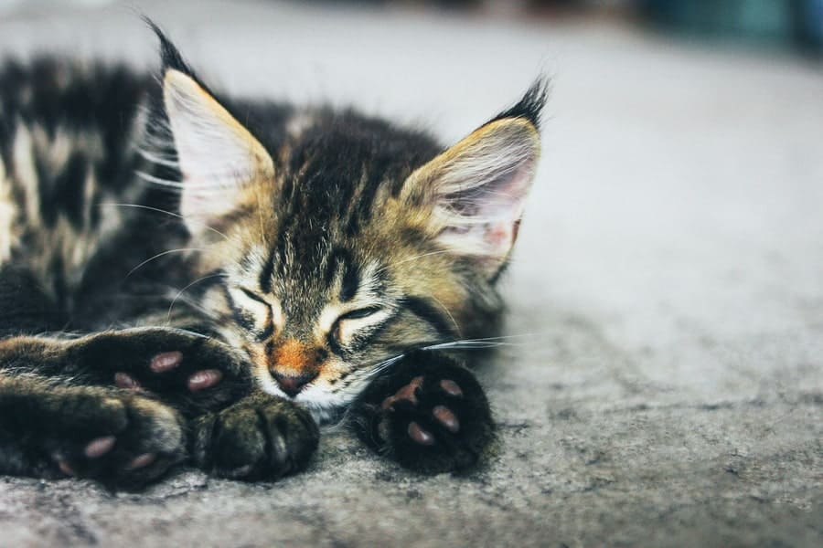 Can Kittens Live in a Garage?