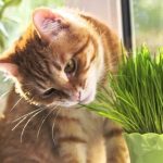 Cat Grass VS Wheat Grass
