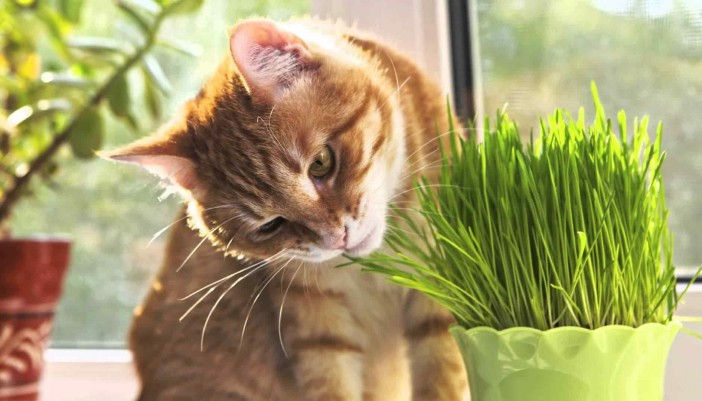 Cat Grass VS Wheat Grass
