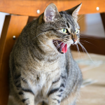 Cat Hissing But Friendly