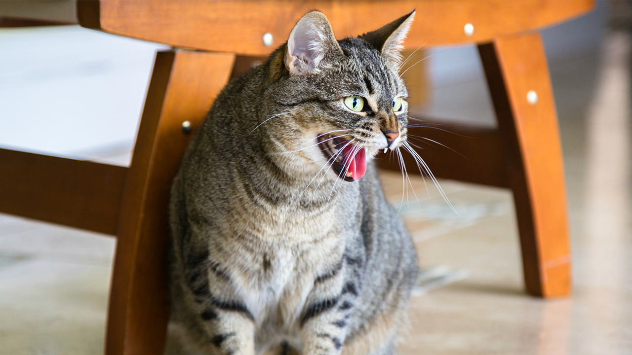 Cat Hissing But Friendly