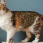 Cat Overgrooming Base Of Tail