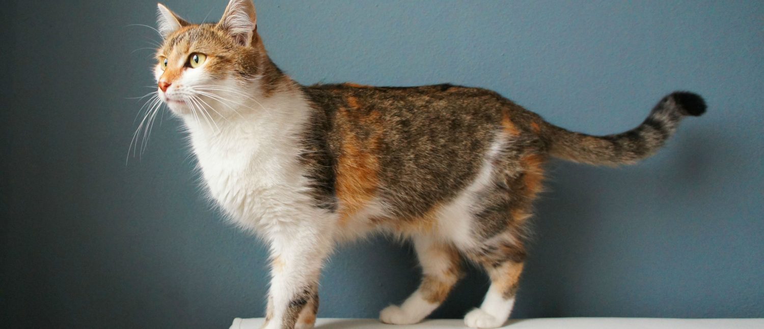 Cat Overgrooming Base Of Tail