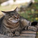 Do Cats Burrow In The Ground