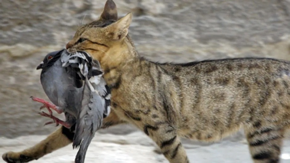Do Cats Eat Birds?