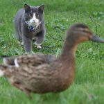 Do Cats Eat Ducks?