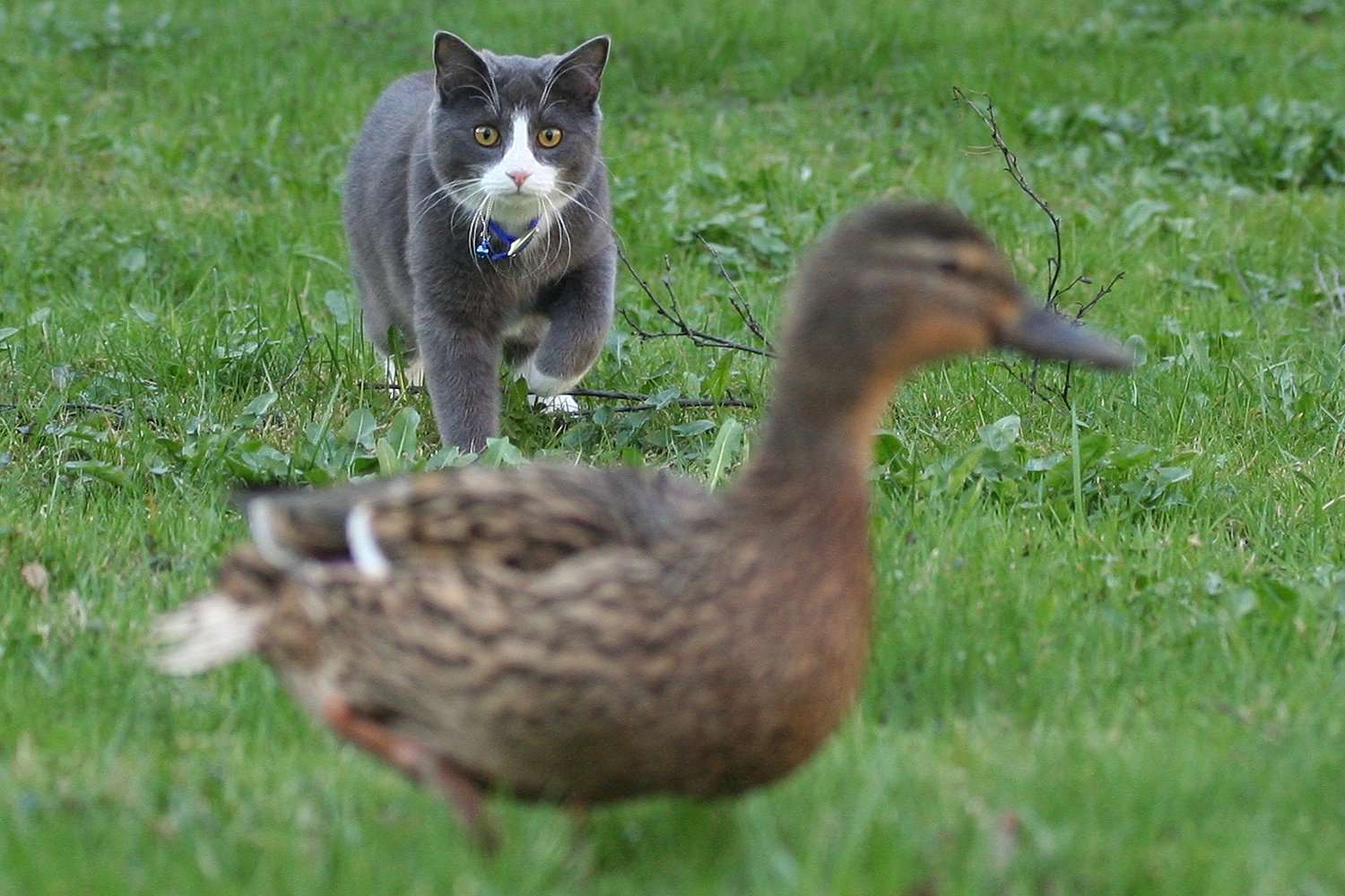 Do Cats Eat Ducks?