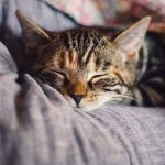 Do Cats Have Nightmares?