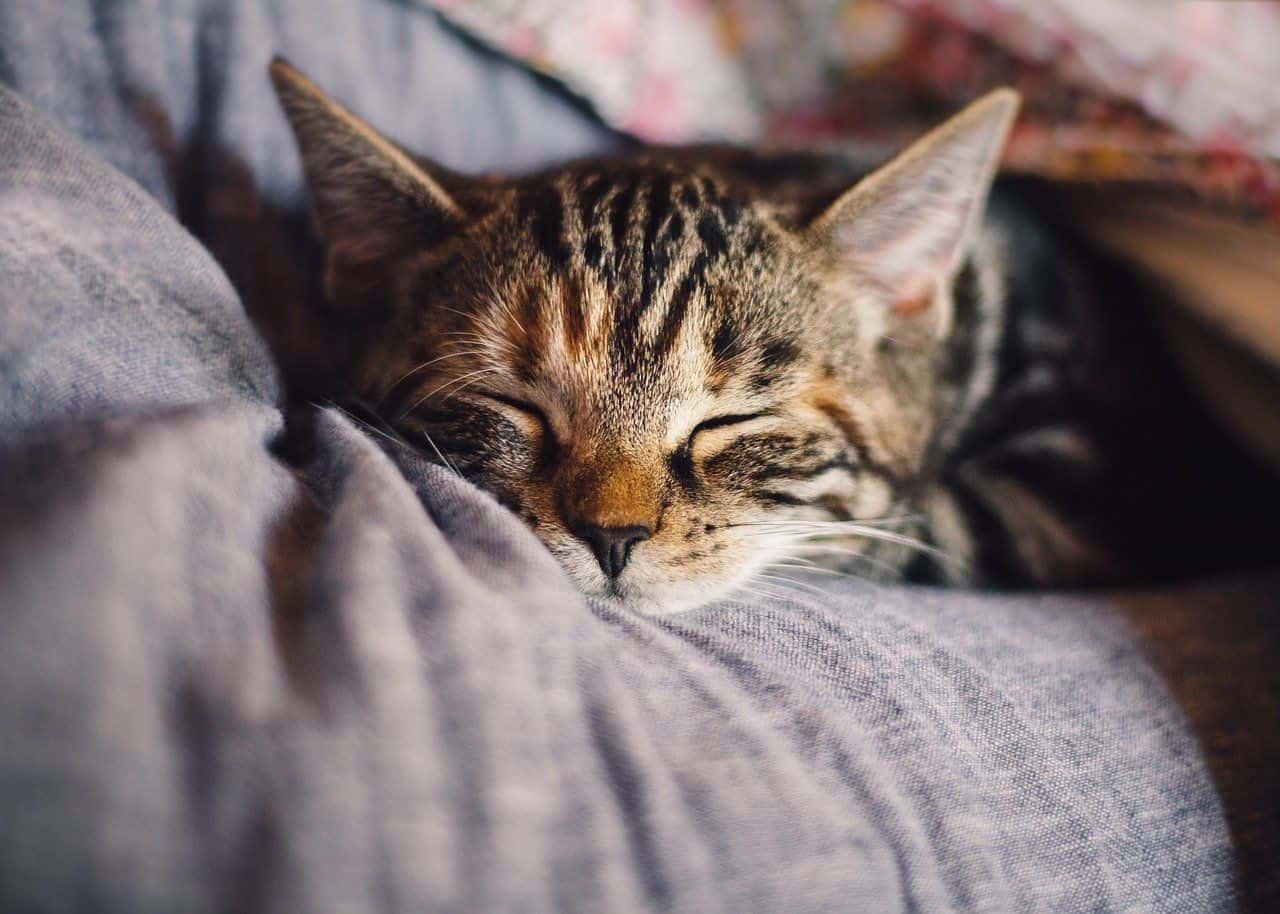 Do Cats Have Nightmares?