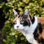 Do Cats Imprint On One Person?