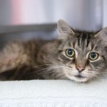 Do Cats Know When To Stop Eating