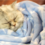 Do Cats Like Blankets?