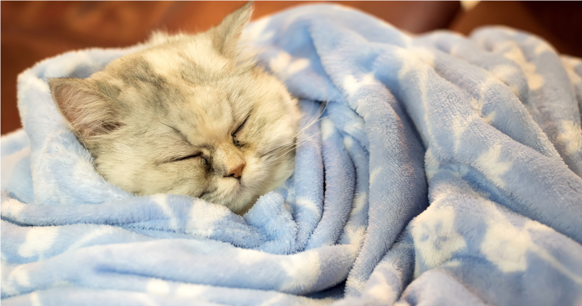 Do Cats Like Blankets?